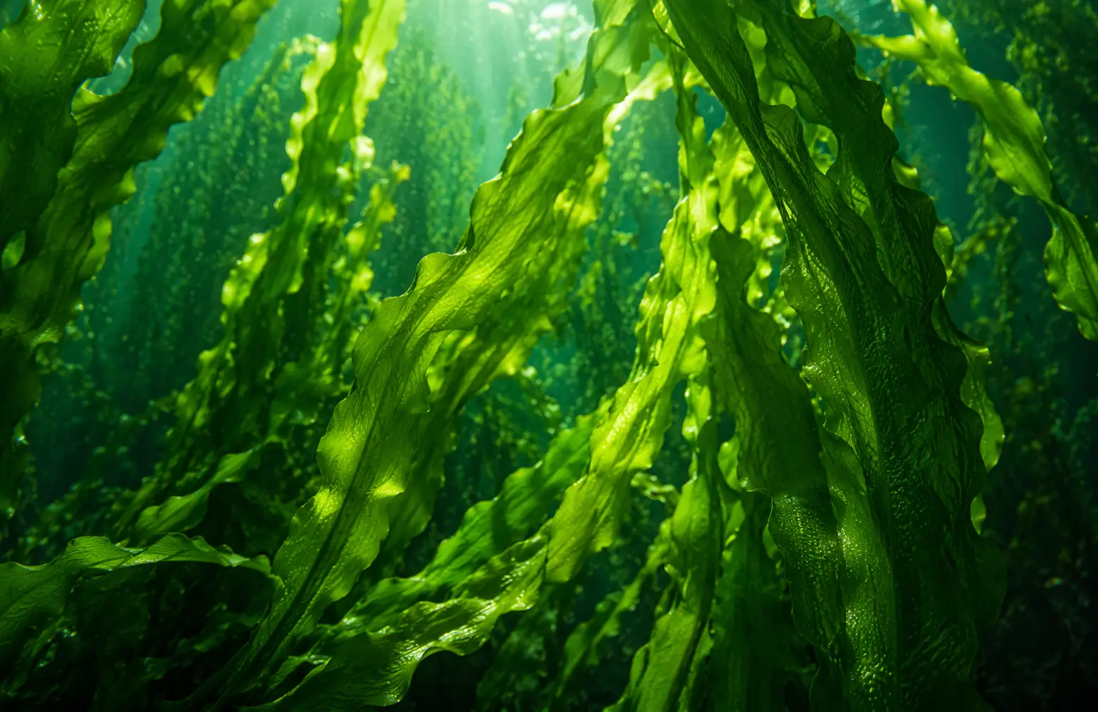 Seaweed cultivation in the Andaman Islands