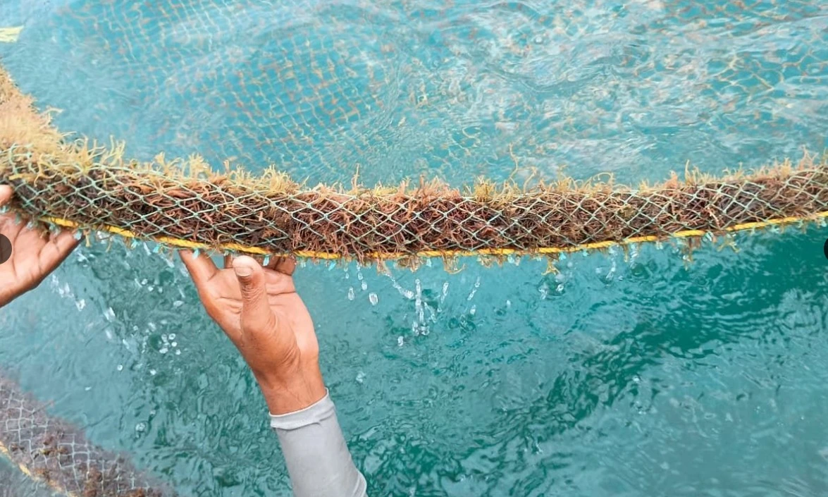 A seaweed farm line lifted from clear water for inspection
